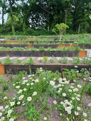 neue enstandene Pflanzterrassen am Schwanteich 