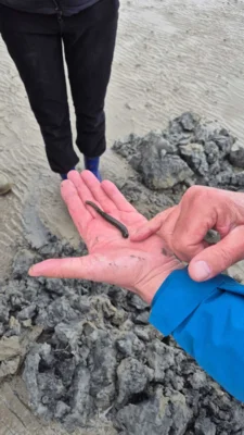 Foto des Albums: Mädelsausflug an die Wurster Nordseeküste