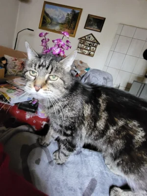 Fotoalbum Kater Paulchen