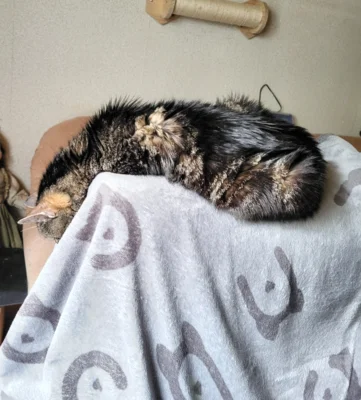 Foto des Albums: Kater Paulchen