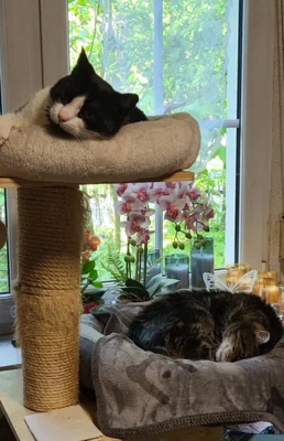 Foto des Albums: Kater Paulchen