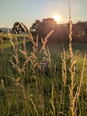 Foto des Albums: Hofbilder