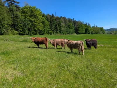 Foto des Albums: Hofbilder