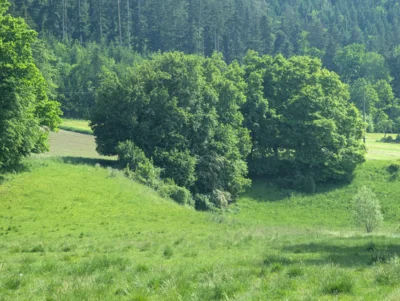 Foto des Albums: Hofbilder