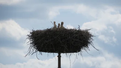 Was ist den da unten los? Die drei Jungst&ouml;rche blicken neugierig aus dem Nest.  (Bild vergr&ouml;&szlig;ern)