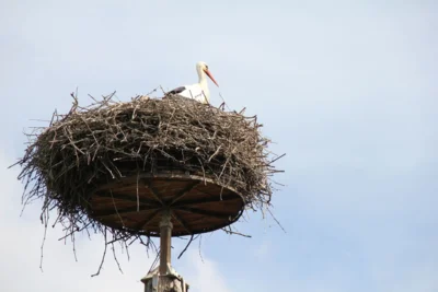Vater Storch bewacht das Nest.  (Bild vergr&ouml;&szlig;ern)