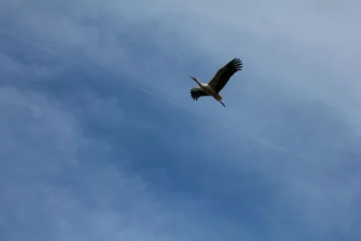 Hoffentlich sind die bald fertig, dass ich wieder aufs Nest kann.  (Bild vergr&ouml;&szlig;ern)