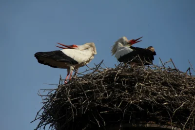 So, jetzt k&ouml;nnen wir wieder in unser Nest.  (Bild vergr&ouml;&szlig;ern)