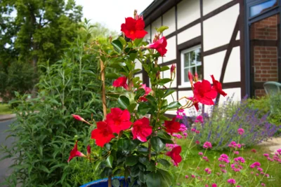 Kletterpflanze Diplademia Rot  (Bild vergr&ouml;&szlig;ern)