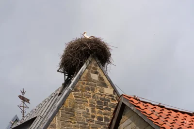 Sigwardskirche in Idensen mit Storch im Nest  (Bild vergr&ouml;&szlig;ern)