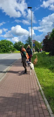 Foto des Albums: Erfolgreicher Abschlussprüfung Niedersächsischer Hundeführerschein
