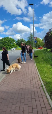 Foto des Albums: Erfolgreicher Abschlussprüfung Niedersächsischer Hundeführerschein