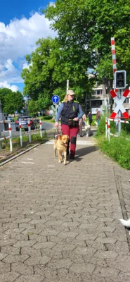 Foto des Albums: Erfolgreicher Abschlussprüfung Niedersächsischer Hundeführerschein