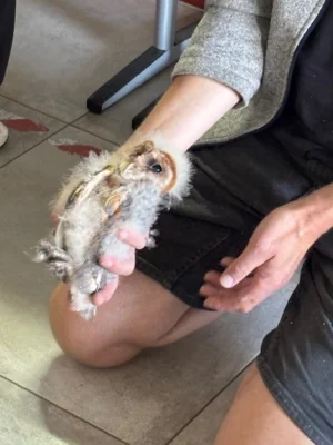Foto des Albums: Eulen 2026