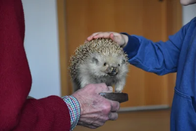 Vorschaubild: Wie fühlt sich so ein Igel eigentlich an?