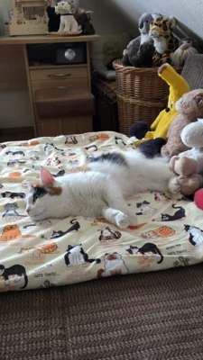 Foto des Albums: Minka
