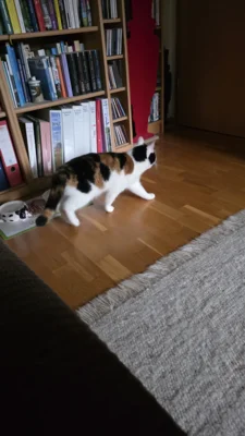 Foto des Albums: Minka