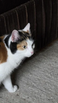 Foto des Albums: Minka