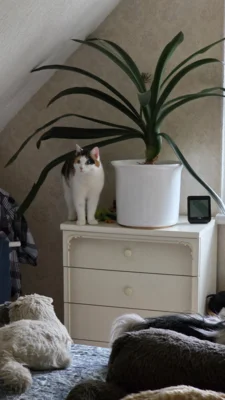 Foto des Albums: Minka