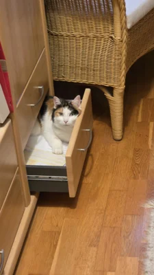 Foto des Albums: Minka