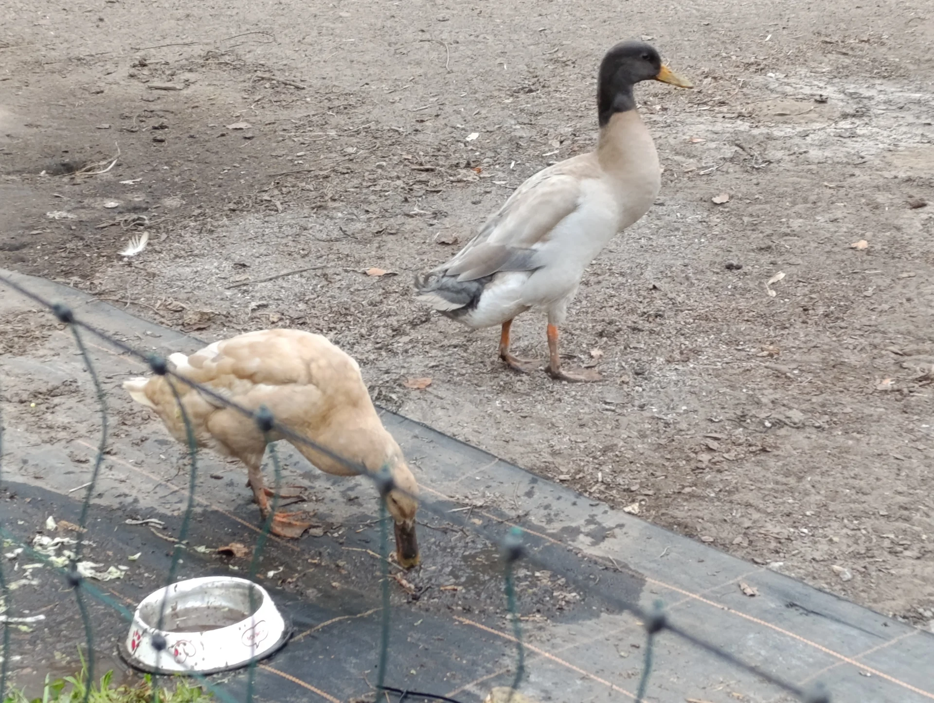 Bild: Enten