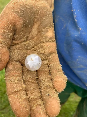 Vorschaubild: Ein Schatz im Sandberg ist gefunden
