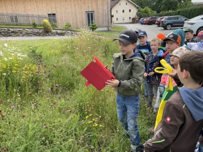 Foto des Albums: Wiese