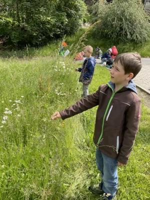 Foto des Albums: Wiese