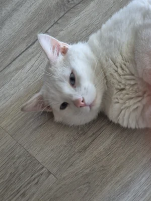 Foto des Albums: Kater Franky