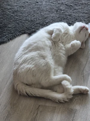 Foto des Albums: Kater Franky