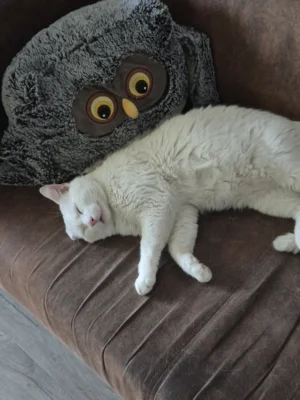 Foto des Albums: Kater Franky