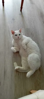 Foto des Albums: Kater Franky