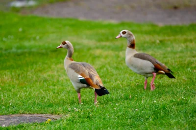 Tierischer Besuch 