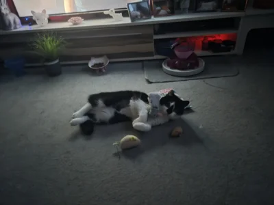Fotoalbum Katze Jette