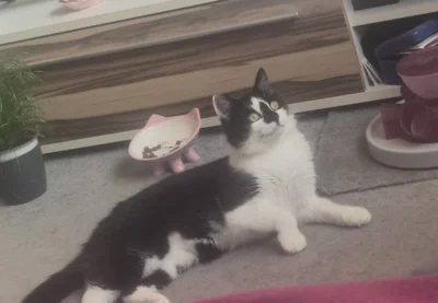 Foto des Albums: Katze Jette