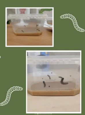 Foto des Albums: 🌼🦋 Projekt in der Vorschule: Lebensraum Wiese 🦋🌼