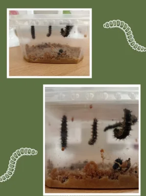 Foto des Albums: 🌼🦋 Projekt in der Vorschule: Lebensraum Wiese 🦋🌼