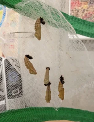 Foto des Albums: 🌼🦋 Projekt in der Vorschule: Lebensraum Wiese 🦋🌼