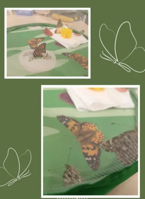 Foto des Albums: 🌼🦋 Projekt in der Vorschule: Lebensraum Wiese 🦋🌼