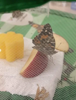Foto des Albums: 🌼🦋 Projekt in der Vorschule: Lebensraum Wiese 🦋🌼