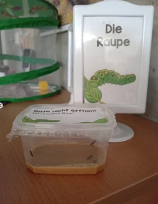 Foto des Albums: 🌼🦋 Projekt in der Vorschule: Lebensraum Wiese 🦋🌼