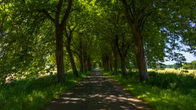 Foto des Albums: Kastanienallee Suckow / Schwerin