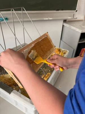 Foto des Albums: Gold aus dem Bienenstock- Schülerinnen und Schüler schleudern ihren ersten eigenen Honig in diesem Schuljahr