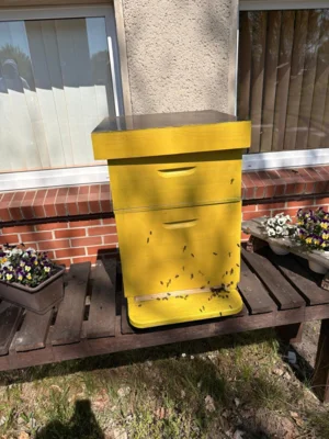 Foto des Albums: Gold aus dem Bienenstock- Schülerinnen und Schüler schleudern ihren ersten eigenen Honig in diesem Schuljahr