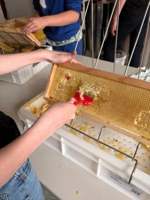 Foto des Albums: Gold aus dem Bienenstock- Schülerinnen und Schüler schleudern ihren ersten eigenen Honig in diesem Schuljahr