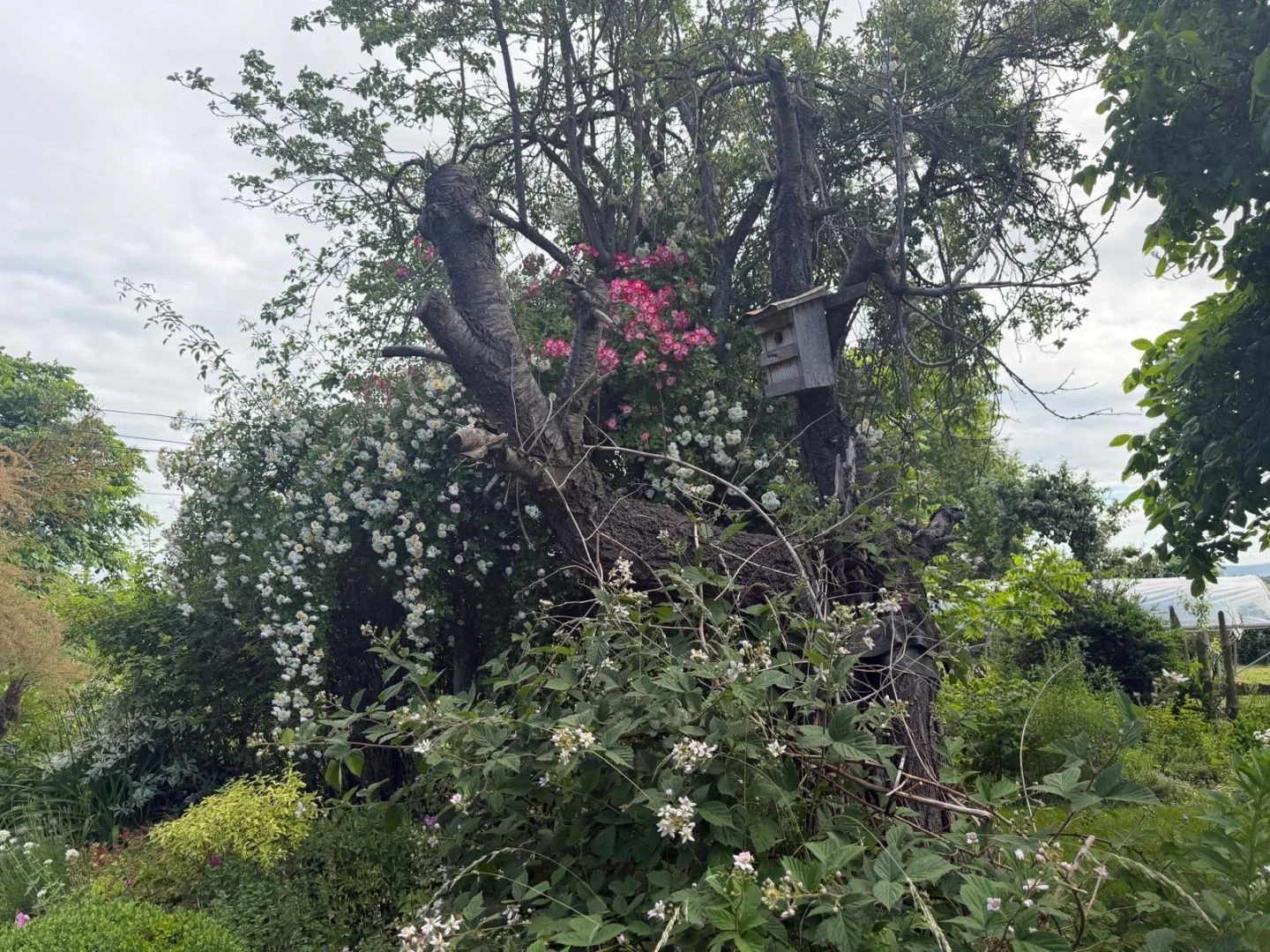Bild: Urischer Garten