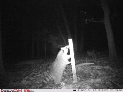 Foto des Albums: Wildkatzen-Jagd
