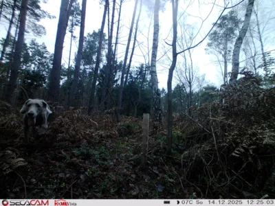 Foto des Albums: Wildkatzen-Jagd