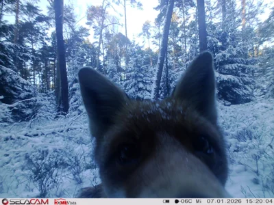 Foto des Albums: Wildkatzen-Jagd