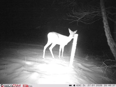 Foto des Albums: Wildkatzen-Jagd